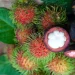 ரம்புட்டான் , மங்குஸ்தான் உட்கொள்வோருக்கு அறிவுருத்தல்.