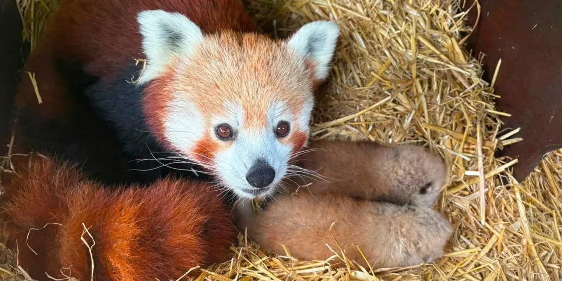 விப்ஸ்நேட் உயிரியல் பூங்காவில் ( Whipsnade Zoo) அரிய சிவப்பு Panda இரட்டைக் குட்டிகள்