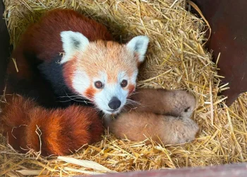 விப்ஸ்நேட் உயிரியல் பூங்காவில் ( Whipsnade Zoo) அரிய சிவப்பு  Panda இரட்டைக் குட்டிகள்