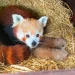 விப்ஸ்நேட் உயிரியல் பூங்காவில் ( Whipsnade Zoo) அரிய சிவப்பு Panda இரட்டைக் குட்டிகள்