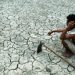 வறட்சியால் பயிர்ச் சேதமடைந்த விவசாயிகளுக்கு இழப்பீடு